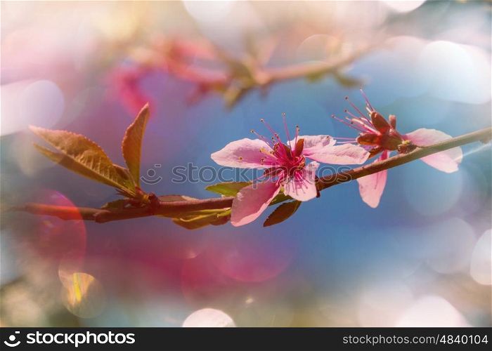 Blossoming tree in the Spring