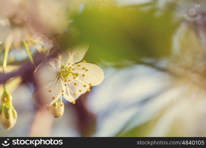 Blossoming tree in the Spring