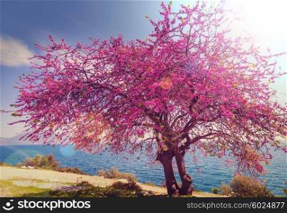 Blossoming tree in the Spring