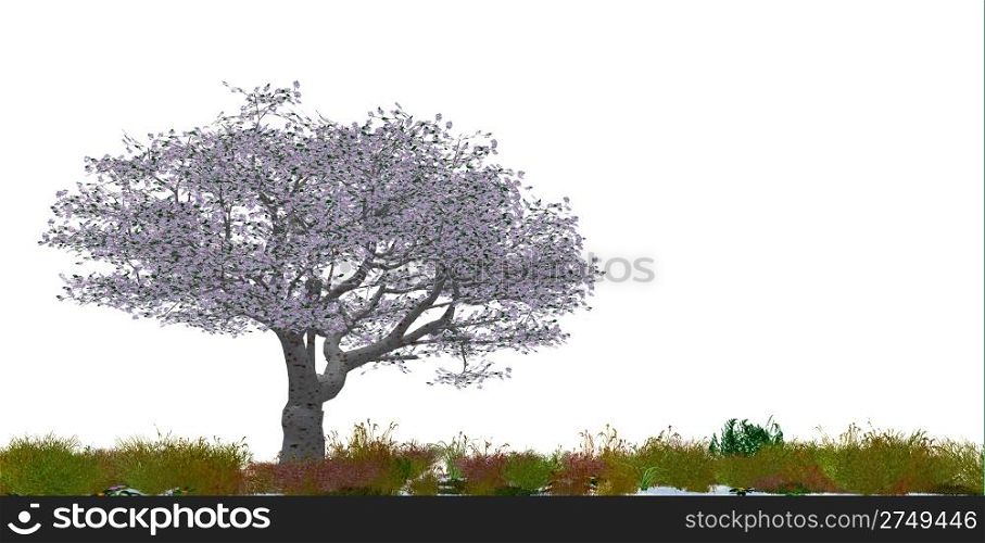 Blossoming tree of a cherry. It is isolated on a white background