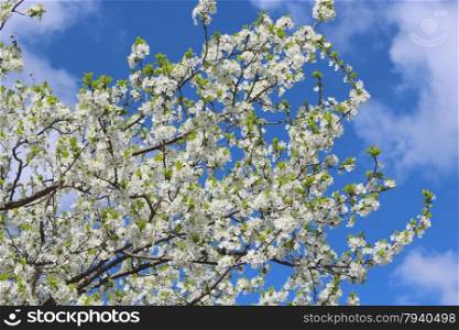 Blossoming tree of plum and blue sky. Blossoming tree of plum on background of the blue sky