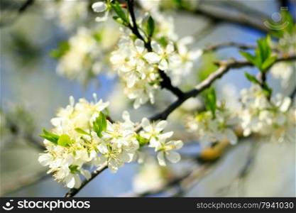 blossoming tree of plum on background of the blue sky. branch of blossoming tree of plum on background of the blue sky