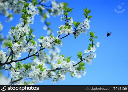 blossoming tree of plum on background of the blue sky. branch of blossoming tree of plum on background of the blue sky