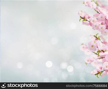 Blossoming tree pink flowers branch on blue bokeh background. Blossoming white tree Flowers