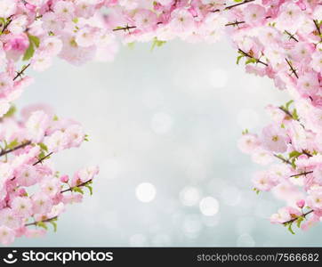 Blossoming tree pink flowers branch on blue bokeh background with copy space. Blossoming white tree Flowers