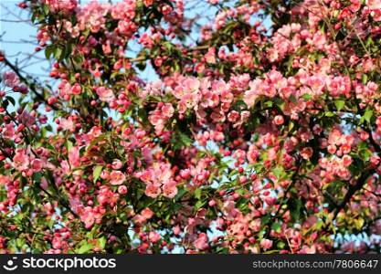 blossoming tree with pink beautiful flowers