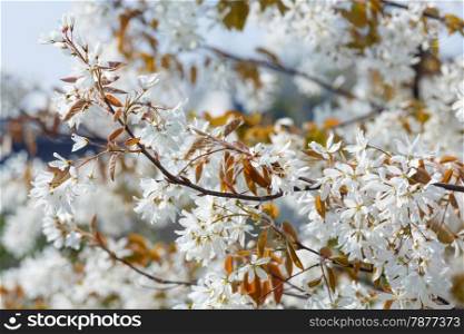 Blossoming tree with white flowers in spring (nature background).