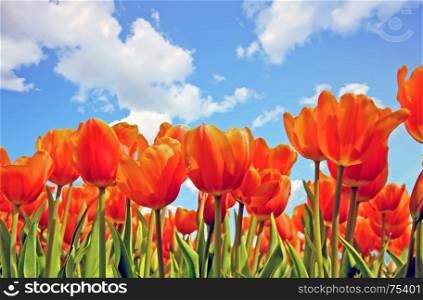 Blossoming tulips in spring in the countryside from the Netherlands