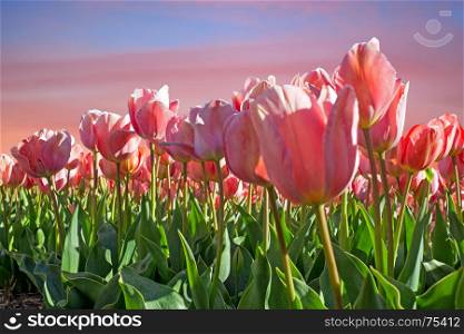 Blossoming tulips in spring in the countryside from the Netherlands at sunset
