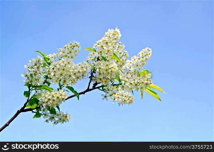 Blossoming twig bird-cherry against the blue sky