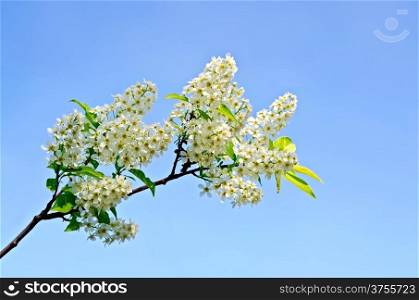 Blossoming twig bird-cherry against the blue sky