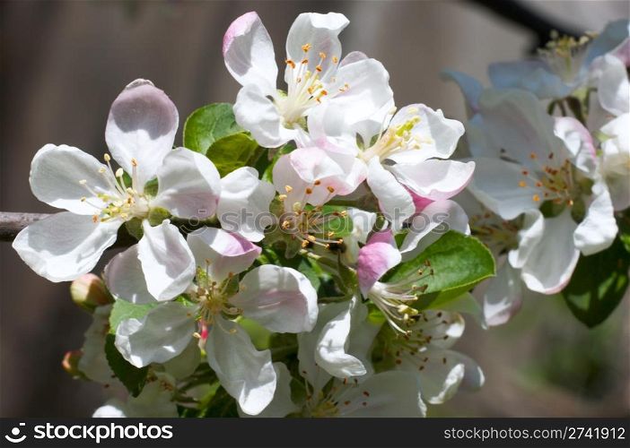 Blossoming twig of apple-tree
