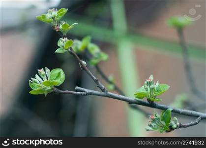 Blossoming twig of apple-tree.