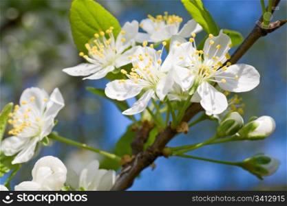 Blossoming twig of cherry-tree (macro, on blossom tree and sky background)