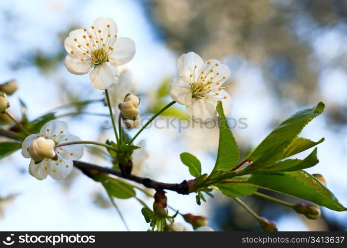 Blossoming twig of cherry-tree (macro, on blossom tree and sky background)