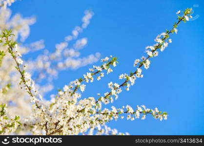 Blossoming twig of cherry-tree (on blossom tree and sky background)