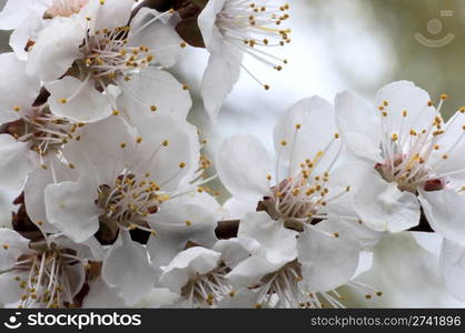 Blossoming twig of cherry-tree (on blossom tree background)