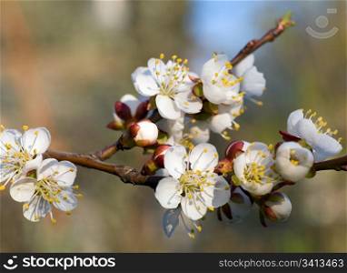 Blossoming twig of cherry-tree on blossom tree background (composite macro photo with considerable depth of sharpness)
