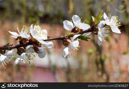 Blossoming twig of cherry-tree (on brick wall background)
