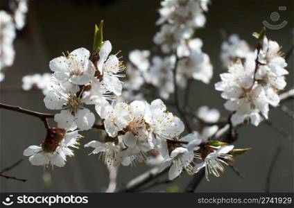Blossoming twig of cherry-tree (on grey background)
