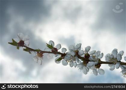 Blossoming twig of cherry-tree (on overcast sky background)