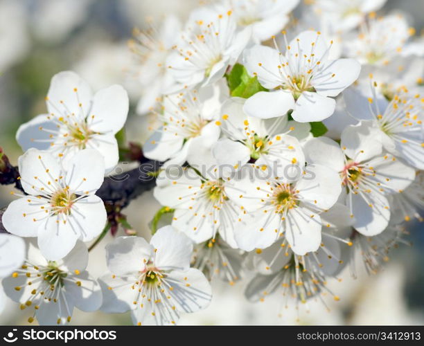 "Blossoming twig of "China cherry" tree (macro)"