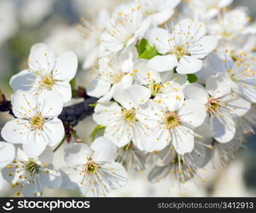"Blossoming twig of "China cherry" tree (macro)"