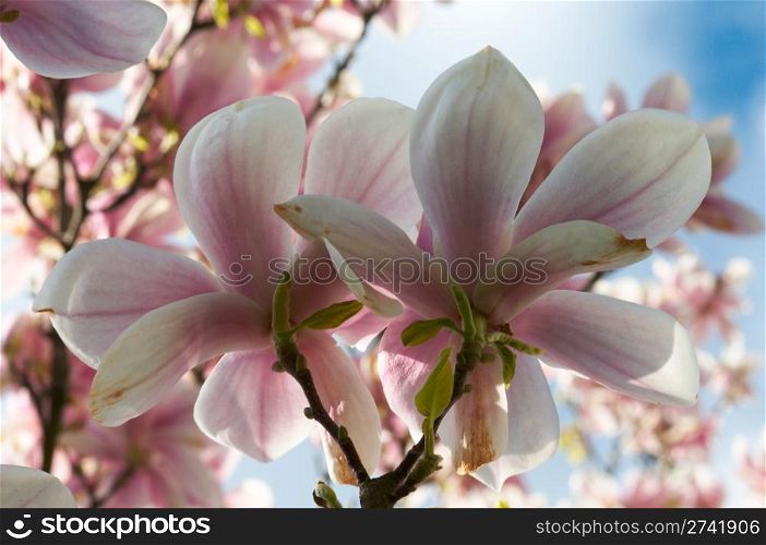 Blossoming twig of magnolia-tree (on blossom tree background)