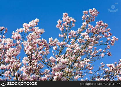 Blossoming twig of magnolia-tree (on blossom tree background)