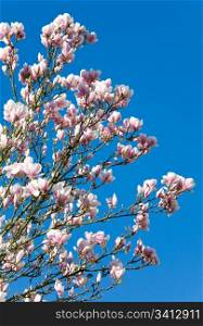 Blossoming twig of magnolia-tree (on blossom tree background)