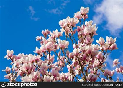 Blossoming twig of magnolia-tree on blue sky with cloud background