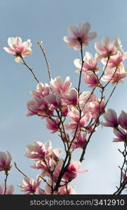 Blossoming twig of magnolia-tree on cloudy sky background