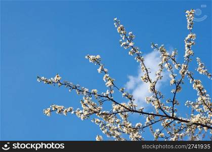 Blossoming twigs of cherry-tree (on blue sky background)