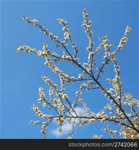 Blossoming twigs of cherry-tree (on blue sky background)