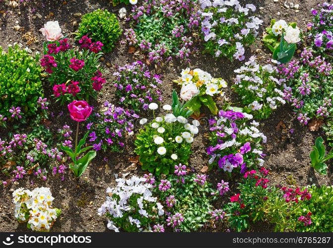 Blossoming varicolored spring flowerbed (red tulip, purple Viola tricolor flowers, white primula)