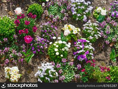 Blossoming varicolored spring flowerbed (red tulip, purple Viola tricolor flowers, white primula)