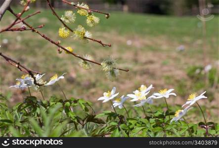 Blossoming white anemone flowers on spring forest edge and willow twig with buds