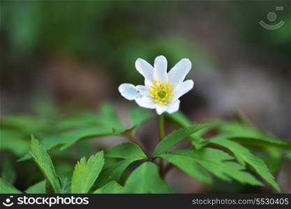 Blossoming white flowers in spring on forest glade