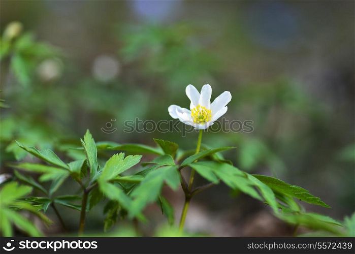 Blossoming white flowers in spring on forest glade