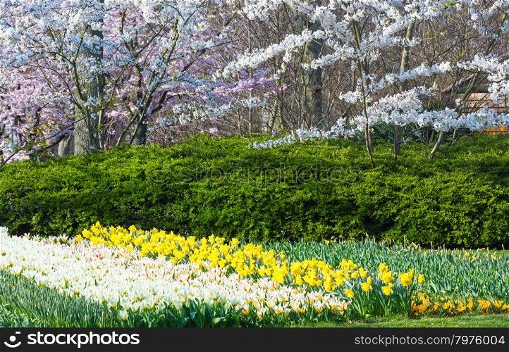 Blossoming white trees, white tulips and yellow narcissus in spring park.