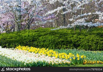 Blossoming white trees, white tulips and yellow narcissus in spring park.