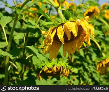 blossoming withering sunflower in the field by a summer day