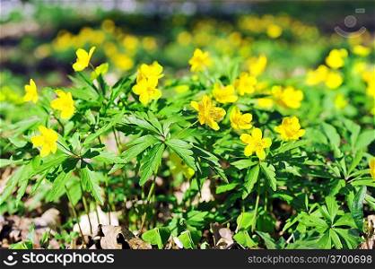 Blossoming yellow flowers in spring