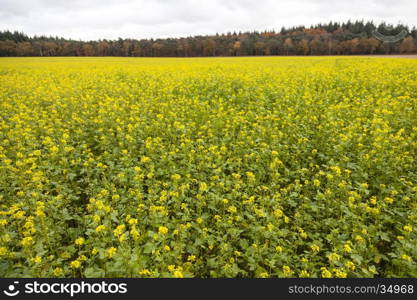 blossoming yellow mustard seed on field near forest in autumn color near arnhem in the netherlands