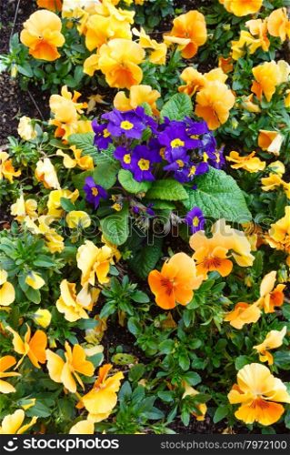Blossoming yellow Viola tricolor flowers and one bush of violet primula flower (spring background)