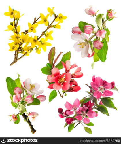 blossoms of apple tree, cherry twig, forsythia. set of spring flowers isolated on white background