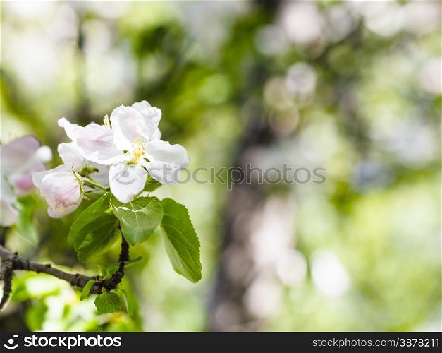 blossoms of apple tree close up in spring with green forest background