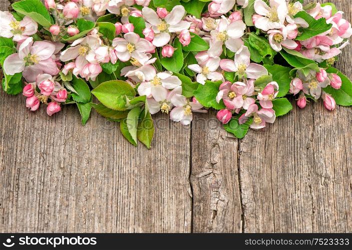 Blossoms of apple tree flowers on wooden background. Floral border