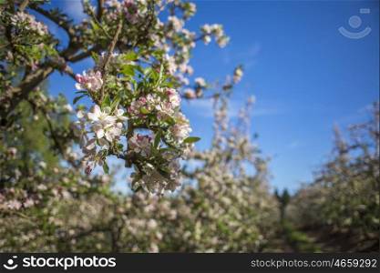 Blossoms of pink and white on a pear tree witin a pear plantation.