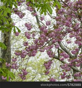 Blossoms on a tree, Liberty Island, Manhattan, New York City, New York State, USA